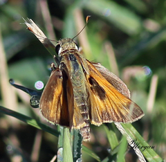 Atalopedes campestris huron