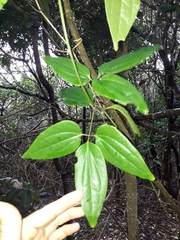 Clematis pickeringii