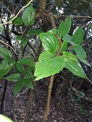 Clematis pickeringii