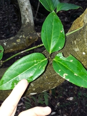 Clematis pickeringii