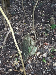 Clematis pickeringii