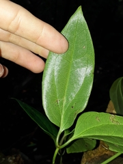 Clematis pickeringii