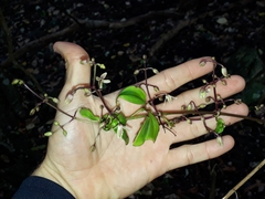 Clematis pickeringii