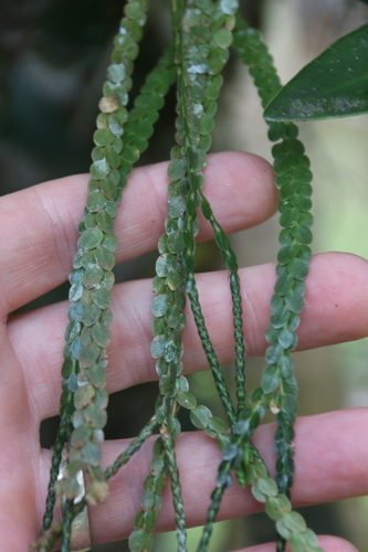 Phlegmariurus nummulariifolius observed 2024-05-21