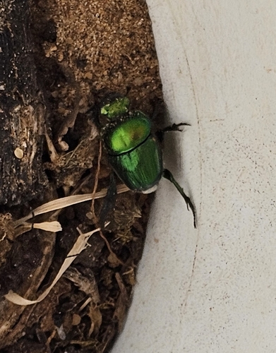 Phalops pyroides