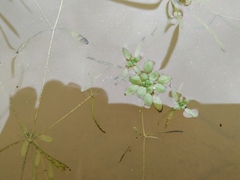Callitriche cophocarpa