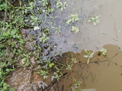 Callitriche cophocarpa