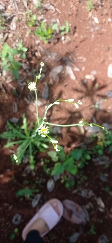 Foto de Almeirão-do-campo