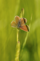 Cyaniris semiargus