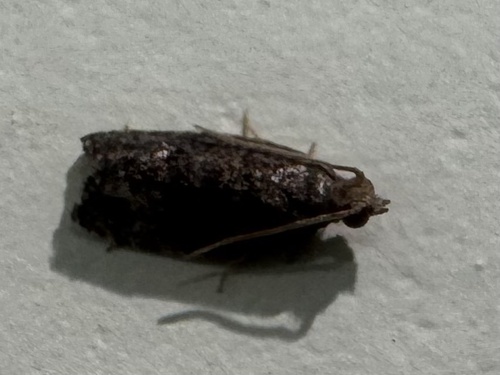 Spheterista observed 2025-01-29