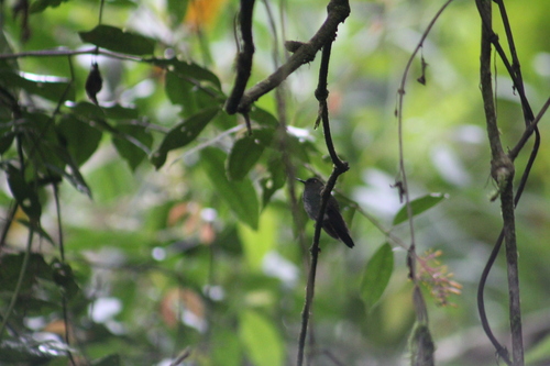 Greenish Puffleg (Haplophaedia aureliae), photo 4