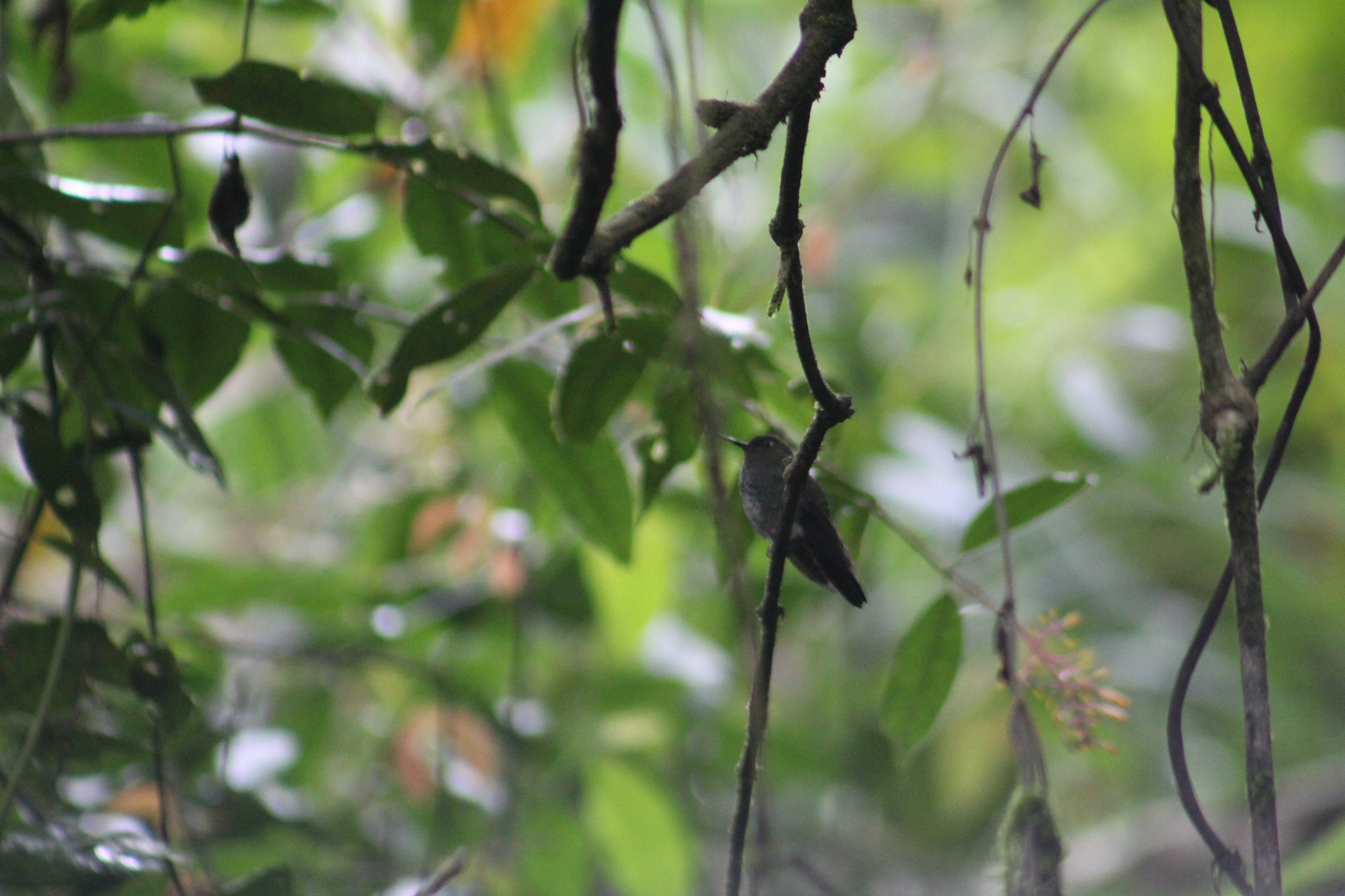 Greenish Puffleg (Haplophaedia aureliae), photo 4
