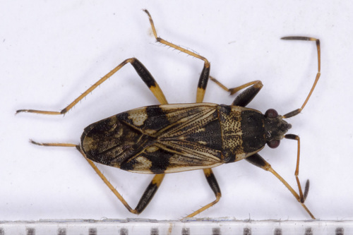 coastal groundbug, photo 7 of 8