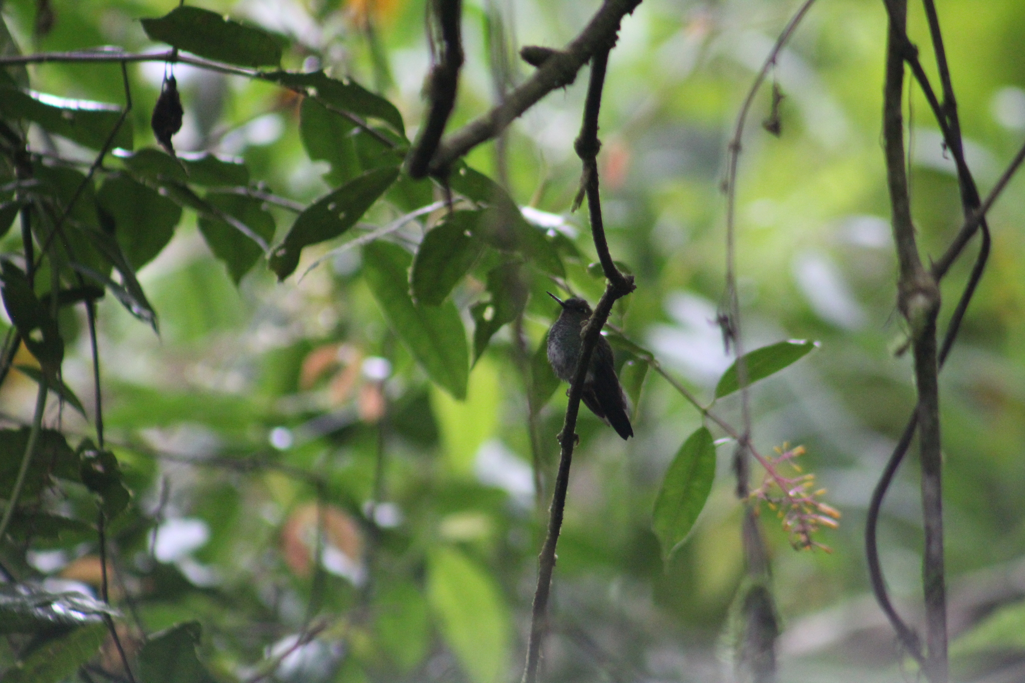 Greenish Puffleg (Haplophaedia aureliae), photo 5