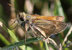Atalopedes campestris huron