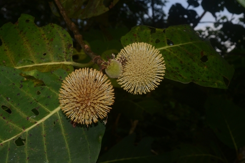 Walur plant (Neonauclea gigantea)