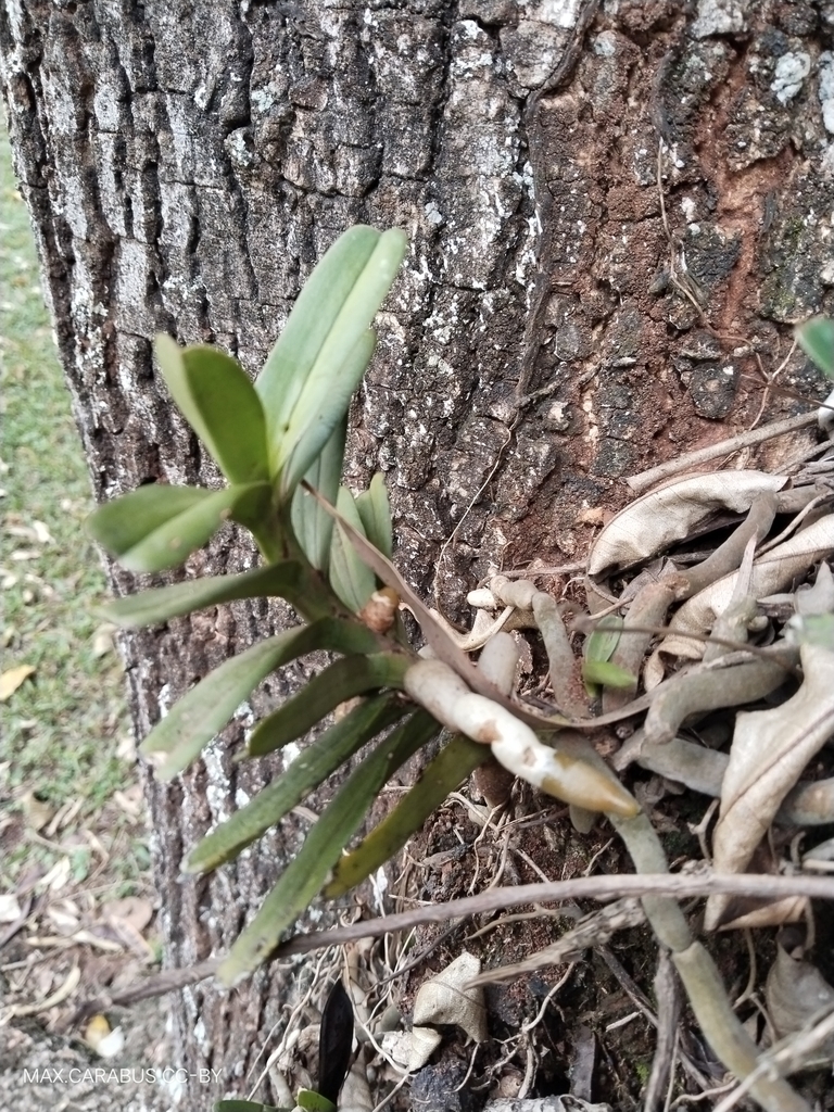 Ypsilopus amaniensis