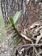 Ypsilopus maximus (Ypsilopus)