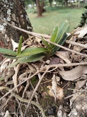 Ypsilopus amaniensis, photograph Maxim Shashkov, CC BY, iNaturalist via GBIF