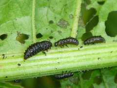 Gastrophysa viridula