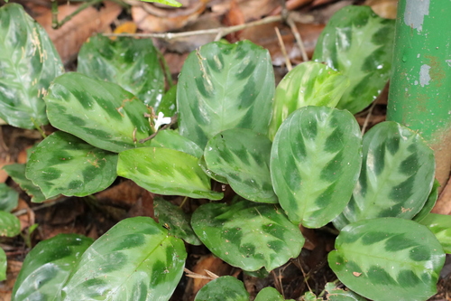 Foto de Maranta-cinza