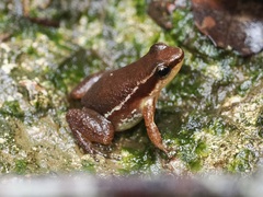 Stephen's Rocket Frog photo 1