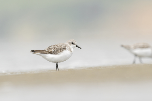 Correlimos cuellirrojo (Calidris ruficollis)