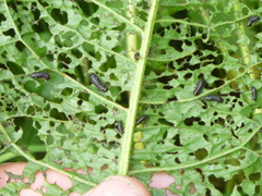 Gastrophysa viridula