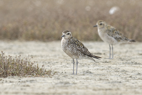 Chorlito dorado siberiano (Pluvialis fulva)