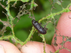 Gastrophysa viridula