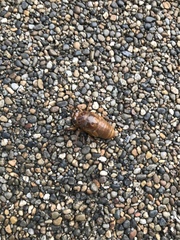 Graptopsaltria nigrofuscata