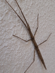 Bacillidae