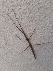 Bacillidae