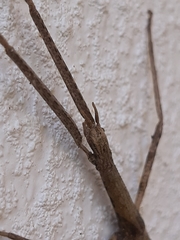 Bacillidae