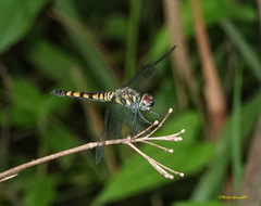Brachydiplax sobrina