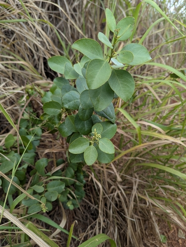Image of Santalum ellipticum by (c) Tom and T Herman, some rights reserved (CC BY)