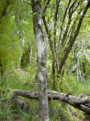 Lepidothamnus intermedius