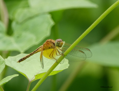 Neurothemis intermedia