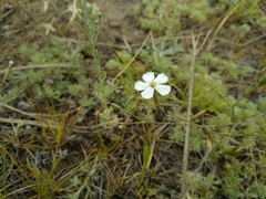 Dianthus ramosissimus