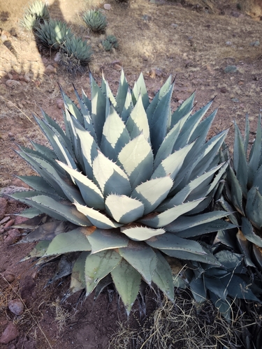 Parry's agave
