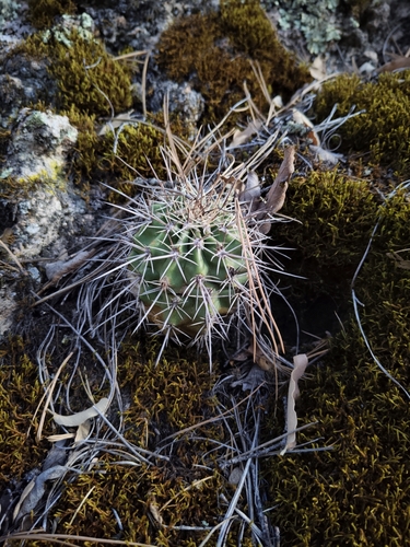 Echinocereus polyacanthus