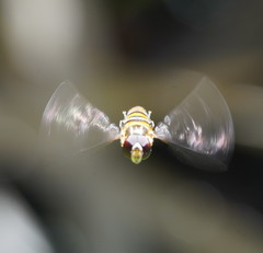 Episyrphus viridaureus