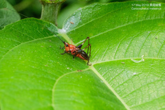 Conocephalus melaenus