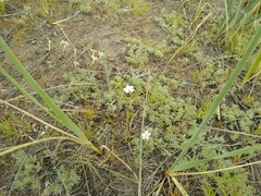 Dianthus ramosissimus