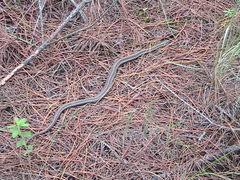 Thamnophis scalaris