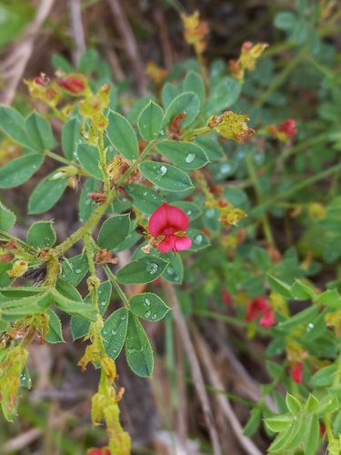 Image of Indigofera rubroglandulosa by (c) Brian du Preez, some rights reserved (CC BY-SA)