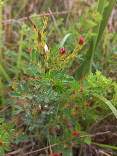 Image of Indigofera rubroglandulosa by (c) Brian du Preez, some rights reserved (CC BY-SA)