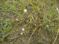 Dianthus ramosissimus
