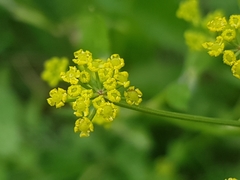 Pastinaca sativa