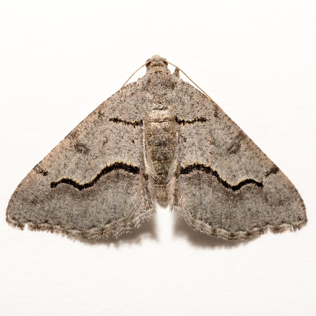 Digrammia plemmelata